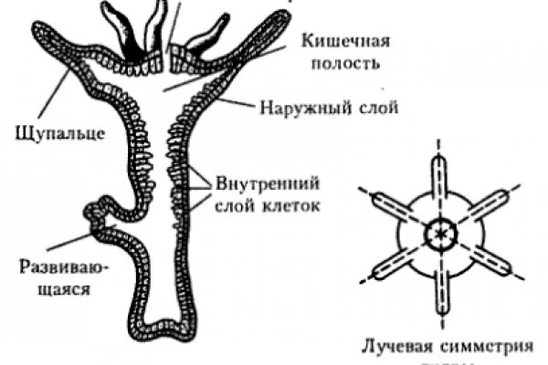 Ссылка на кракен через тор